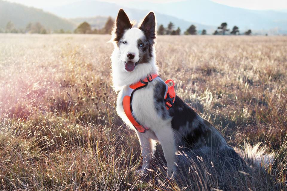 12196279_903614176381488_6225566075612940594_n