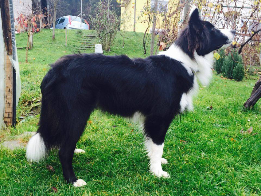 12233071_1079551048746439_245096632_gn