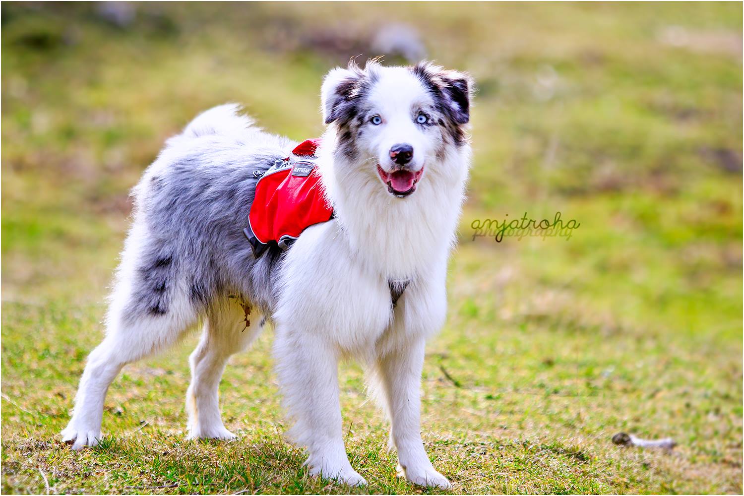 12247689_534301336739112_4290532254527716692_o