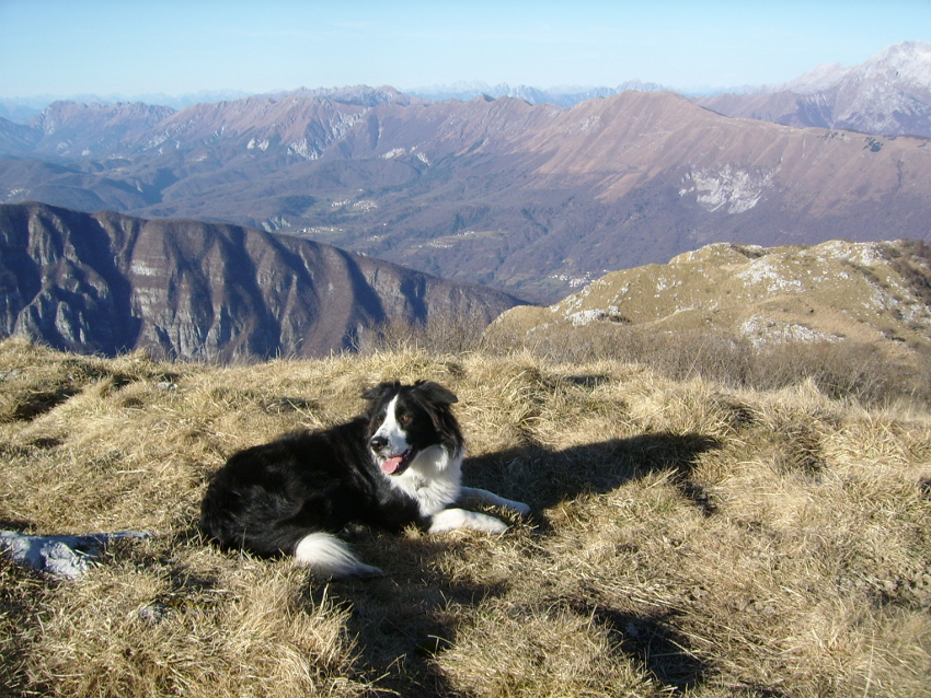 Digimax A50 / KENOX Q2